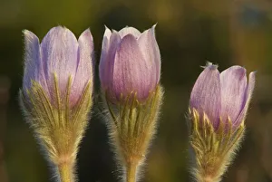 Images Dated 15th April 2020: Canada, Manitoba, Sandilands Provincial Forest. Prairie crocus flowers close-up