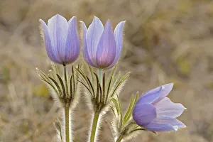 Images Dated 15th April 2020: Canada, Manitoba, Sandilands Provincial Forest. Prairie crocus flowers close-up