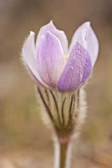 Images Dated 15th April 2020: Canada, Manitoba, Sandilands Provincial Forest. Prairie crocus flower close-up