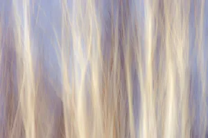 Images Dated 25th July 2018: Canada, Manitoba, Sandilands Provincial Forest. Forest abstract