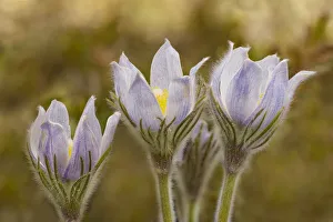 Images Dated 25th June 2021: Canada, Manitoba, Sandilands Provincial Forest. Prairie crocus in bloom