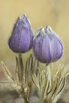 Images Dated 25th June 2021: Canada, Manitoba, Sandilands Provincial Forest. Prairie crocus in bloom