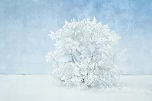 Canada, Manitoba. Snow-covered tree. Credit as: Mike Grandmaison / Jaynes Gallery / DanitaDelimont