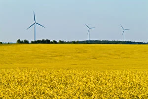 Images Dated 2nd July 2006: Canada, Manitoba, Somerset. Wind turbines and canola crop