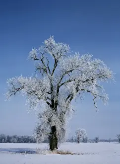 Images Dated 12th October 2017: Canada, Manitoba, St. Adolphe, View of hoarfrost on cottonwood tree