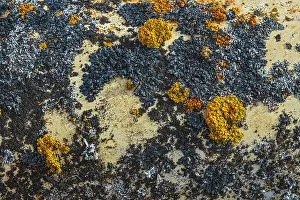 Manitoba Prints: Canada, Manitoba, St. Lupicin. Close-up of rusted paint patterns on vintage car