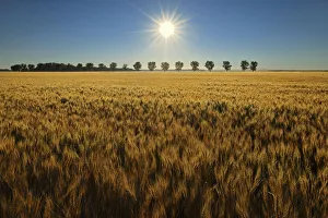 Industry Prints: Canada, Manitoba, Starbuck. Sunrise on wheat crop