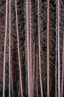 Canada, Manitoba. Stark spruce trees in Duck Mountain Provincial Park. Credit as