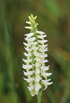 Images Dated 16th April 2020: Canada, Manitoba, Tall-grass Prairie Preserve. Great Plains ladys tresses orchids