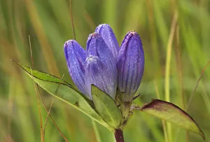 Images Dated 18th April 2020: Canada, Manitoba, Tall-grass Prairie Preserve. Closed gentian flower close-up