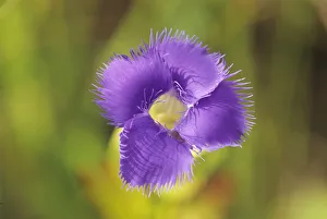 Images Dated 2018 August: Canada, Manitoba, Tolstoi Tall Grass Prairie Preserve. Fringed gentian flower. Credit as