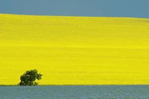Images Dated 8th July 2012: Canada, Manitoba, Treherne. Canola and flax crops