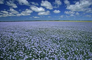 Manitoba Prints: Canada, Manitoba, Treherne. Flax field blowing in wind