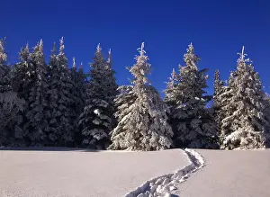Canada, Manitoba, View of Riding Mountain National Park