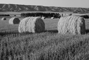 Bale Prints: Canada, Manitoba, View of rolled hay bales in field