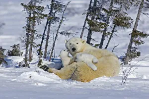 Canada, Manitoba, Wapusk National Park. Polar bear cubs playing with mother. Credit as