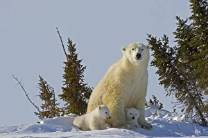 Images Dated 2nd March 2009: Canada, Manitoba, Wapusk National Park. Polar bear cubs being protected by mother