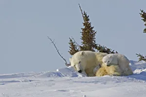 Canada, Manitoba, Wapusk National Park. Polar bear cubs cuddling with sleeping mother