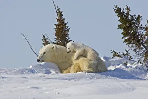 Images Dated 2nd March 2009: Canada, Manitoba, Wapusk National Park. Polar bear cub climbing on mother. Credit as