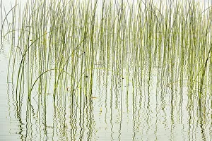 Reed Prints: Canada, Manitoba, Wekusko Falls Provincial Park. Reeds reflect patterns in Wekusko Lake
