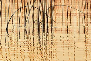 Images Dated 19th December 2022: Canada, Manitoba, Wekusko Falls Provincial Park. Reeds reflect patterns in Wekusko Lake