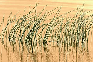 Images Dated 19th December 2022: Canada, Manitoba, Wekusko Falls Provincial Park. Reeds reflect patterns in Wekusko Lake
