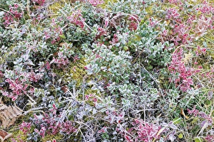 Images Dated 22nd October 2009: Canada, Manitoba, Whiteshell Provincial Park
