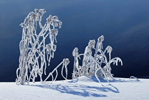 Canada, Manitoba, Whiteshell Provincial Park. Hoarfrost-covered grasses along Jessica Lake