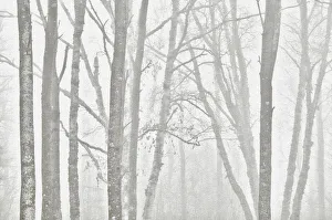 Images Dated 1st January 2014: Canada, Manitoba, Whiteshell Provincial Park. Black and white of trees in fog. Credit as