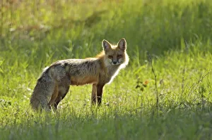 Canada, Manitoba, Whiteshell Provincial Park