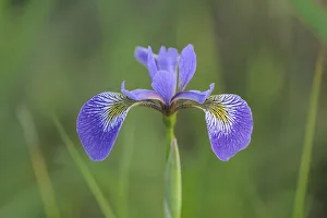 Images Dated 16th April 2020: Canada, Manitoba, Whiteshell Provincial Park. Blue flag iris in field