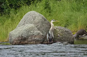 Images Dated 1st May 2020: Canada, Manitoba, Whiteshell Provincial Park. Great blue heron