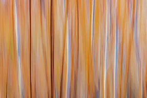 Winnipeg Prints: Canada, Manitoba, Winnipeg. Abstract of trees in Seine River Forest