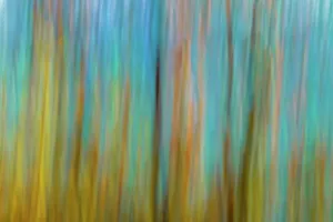 Winnipeg Prints: Canada, Manitoba, Winnipeg. Abstract of trees in Seine River Forest