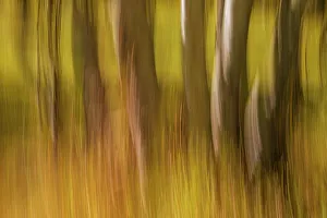 Winnipeg Prints: Canada, Manitoba, Winnipeg. Abstract of trees in Seine River Forest