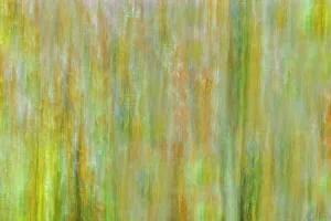 Winnipeg Prints: Canada, Manitoba, Winnipeg. Abstract of trees in Seine River Forest