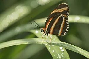 Winnipeg Prints: Canada, Manitoba, Winnipeg, Assiniboine Park. Butterfly close-up in. garden. Credit as