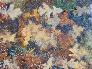 Prints of Canada, Manitoba, Winnipeg. Autumn leaves frozen in ice. Credit as: Mike Grandmaison / Jaynes Gallery / DanitaDelimont.com Images Dated 2020 March: Canada, Manitoba, Winnipeg. Autumn leaves frozen in ice