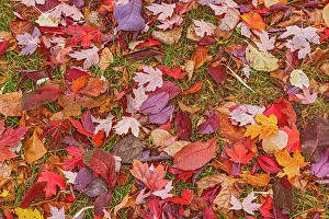 Winnipeg Prints: Canada, Manitoba, Winnipeg. Autumn maple leaves on ground