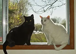 Ledge Prints: Canada, Manitoba, Winnipeg. Black and white house cats on window ledge. Credit as
