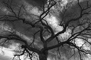 Winnipeg Prints: Canada, Manitoba, Winnipeg. Black and white of tree and clouds
