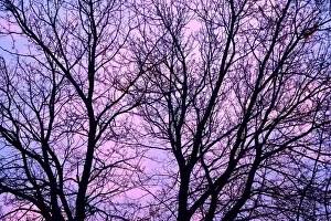 Winnipeg Prints: Canada, Manitoba, Winnipeg. Branches of a sliver maple at sunrise