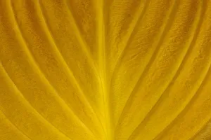 Canada, Manitoba, Winnipeg. Close-up of hosta leaf in autumn