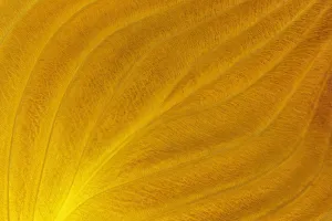 Winnipeg Prints: Canada, Manitoba, Winnipeg. Close-up of hosta leaf in autumn