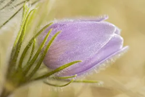 Canada, Manitoba, Winnipeg. Close-up of prairie crocus flower