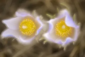 Images Dated 15th April 2020: Canada, Manitoba, Winnipeg. Close-up of prairie crocus flowers