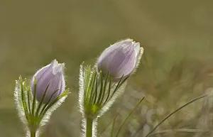 Images Dated 15th April 2020: Canada, Manitoba, Winnipeg. Close-up of prairie crocus flowers