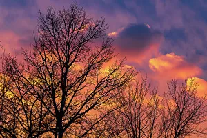 Winnipeg Prints: Canada, Manitoba, Winnipeg. Clouds and silhouetted trees at sunset