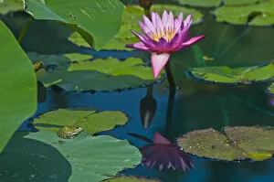 Canada, Manitoba, Winnipeg. Frog on lily pad with blossom