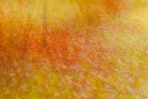 Winnipeg Prints: Canada, Manitoba, Winnipeg. Impression of autumn colors